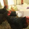 Chickens eating from no waste feeder