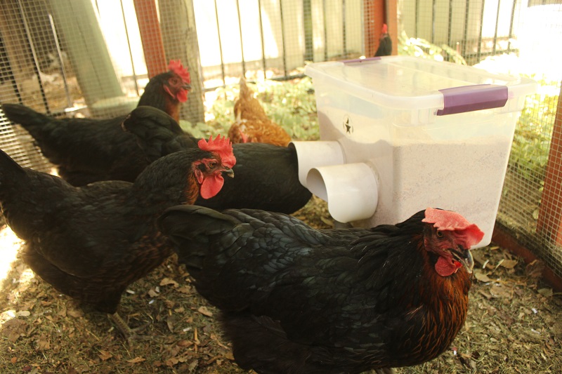 Chickens eating from no waste feeder