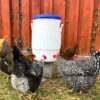 Chickens drinking from chicken cooler waterer