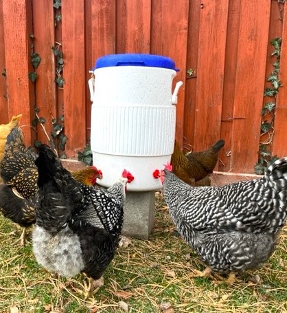 Chickens drinking from chicken cooler waterer