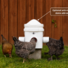 Chickens eating from Revolutionary Chicken Feeder with anti-roost dome