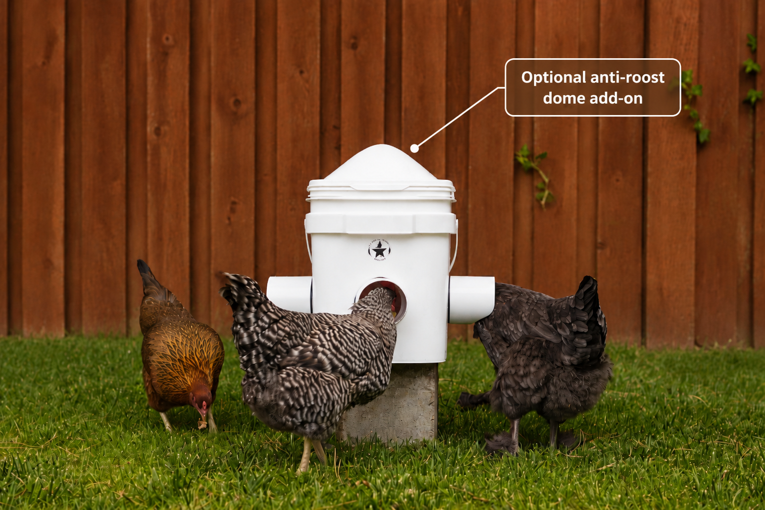 Chickens eating from Revolutionary Chicken Feeder with anti-roost dome