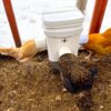 Chickens eating from a 6.5 gallon bucket feeder