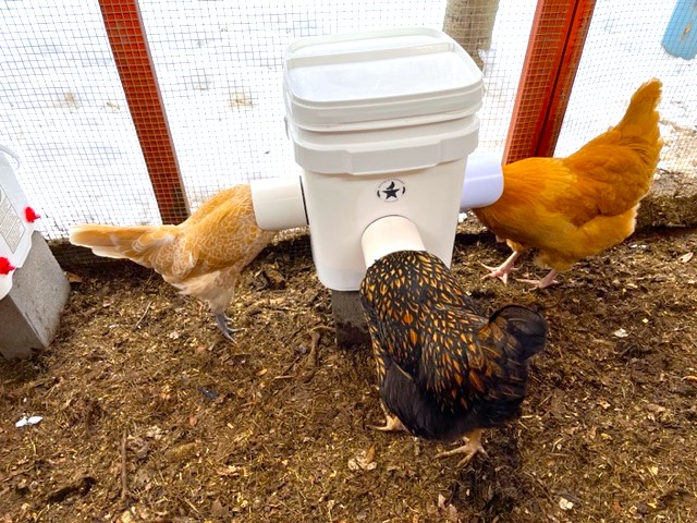 Chickens eating from a 6.5 gallon bucket feeder