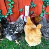 Chickens eating from oyster shell feeder