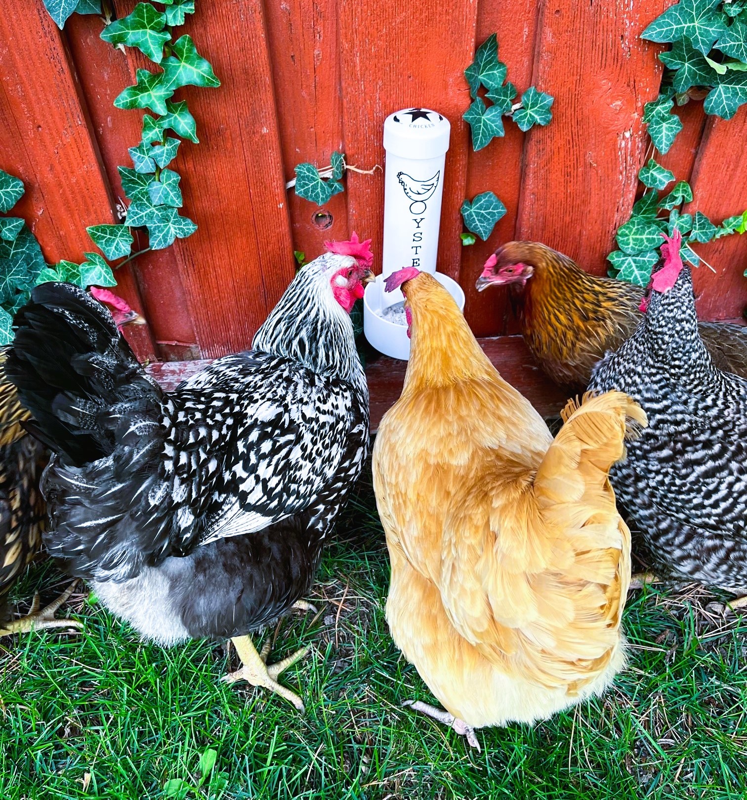Chickens eating from oyster shell feeder