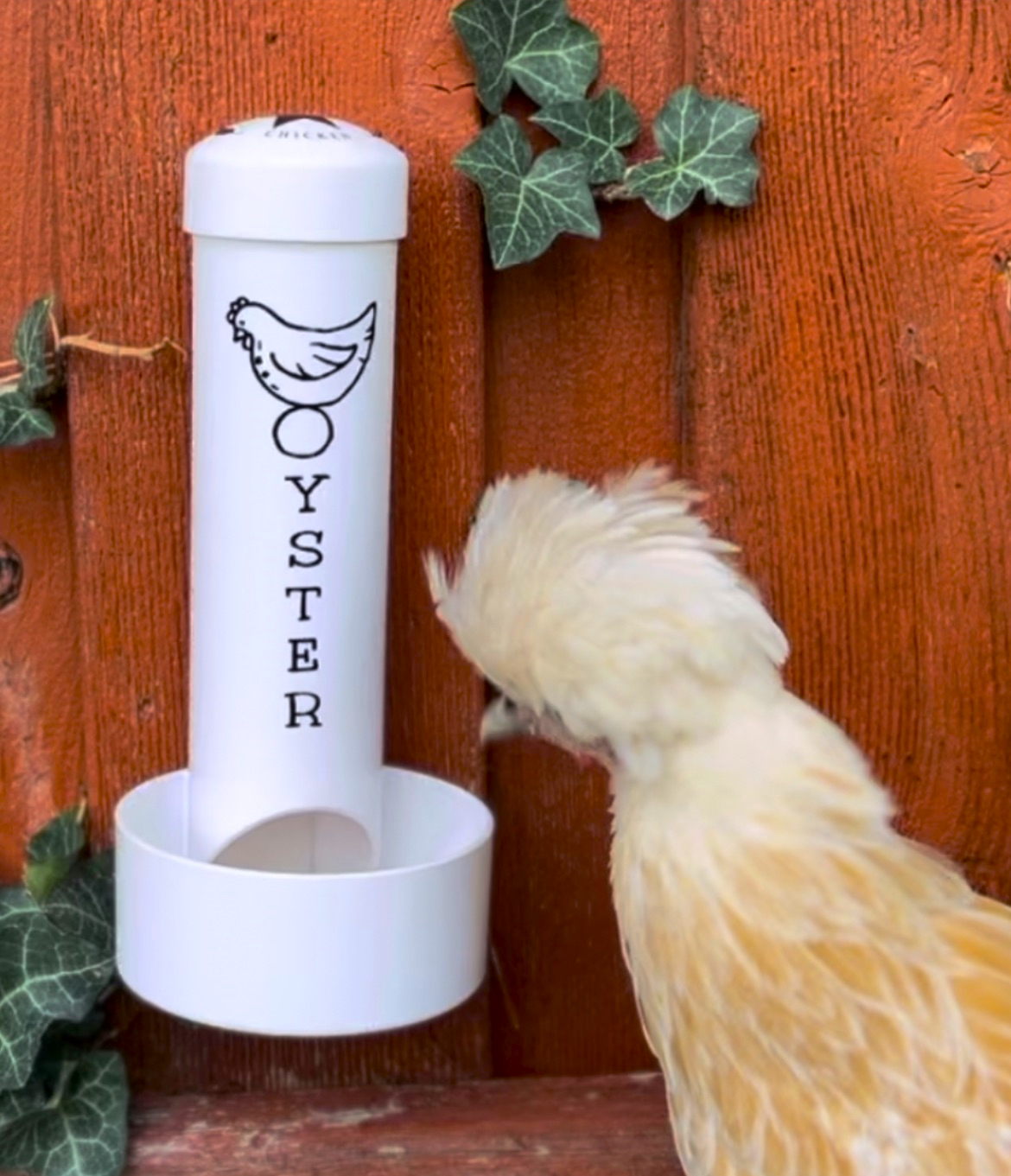 Chicken eating from oyster shell feeder