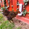 Chicken eating from grit feeder