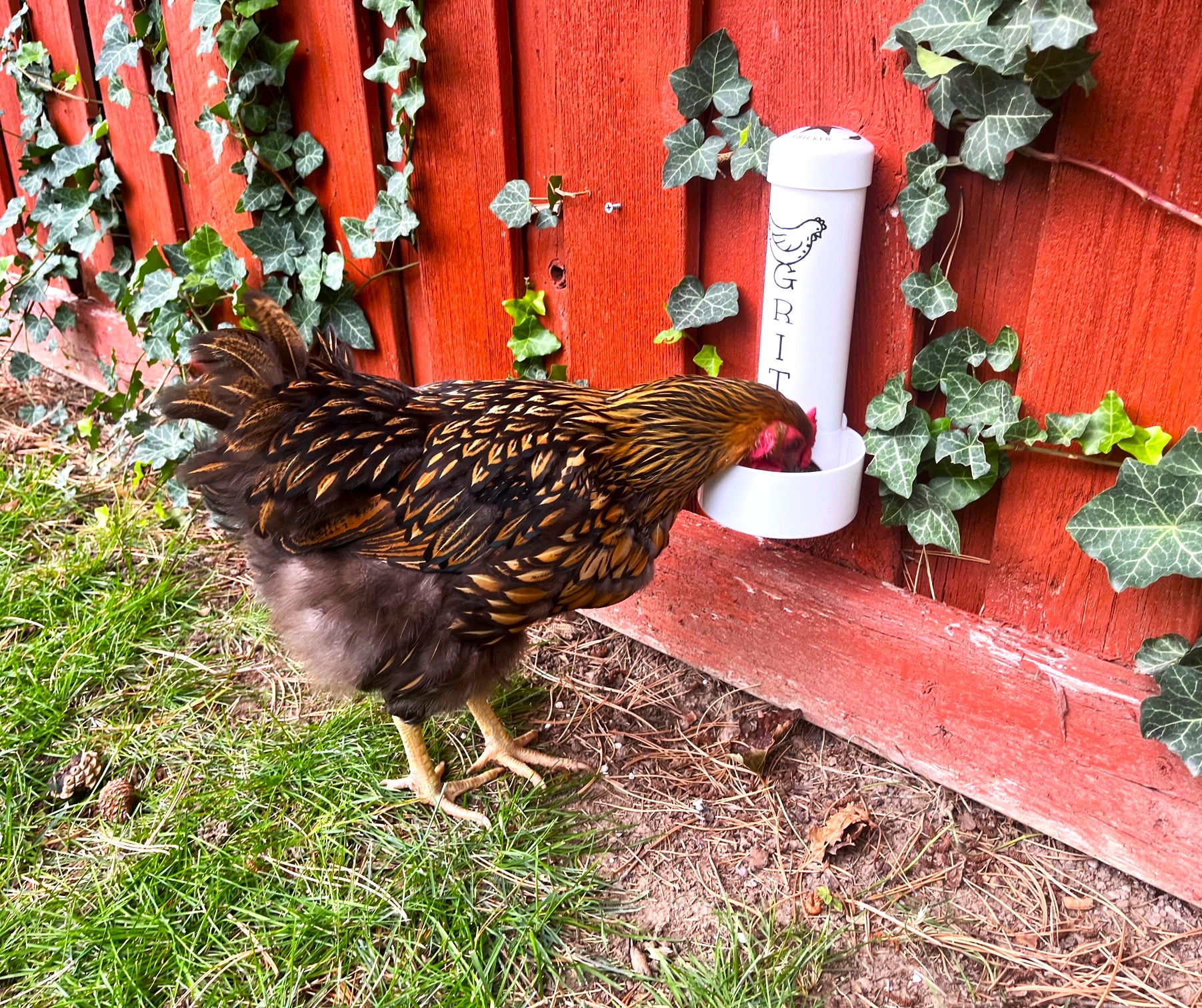Chicken eating from grit feeder