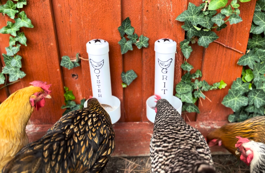 Chickens eating from grit and oyster shell feeders