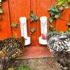 Chickens eating from oyster and grit feeder