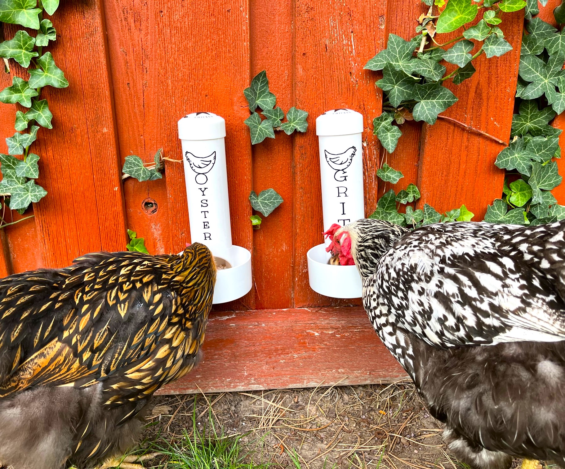 Chickens eating from oyster and grit feeder