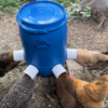 Blue barrel chicken feeder