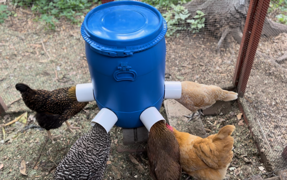 Blue barrel chicken feeder