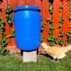 chicken drinking from 16 gallon blue barrel waterer