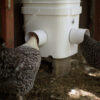 Chickens eating from waste proof rain proof mouse proof chicken feeder