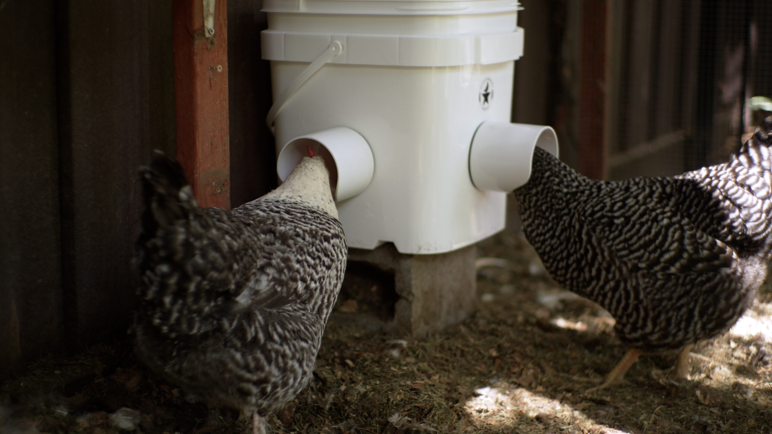 Chickens eating from waste proof rain proof mouse proof chicken feeder