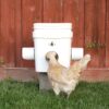 Chicken eating from Waste proof rain proof mouse proof chicken feeder