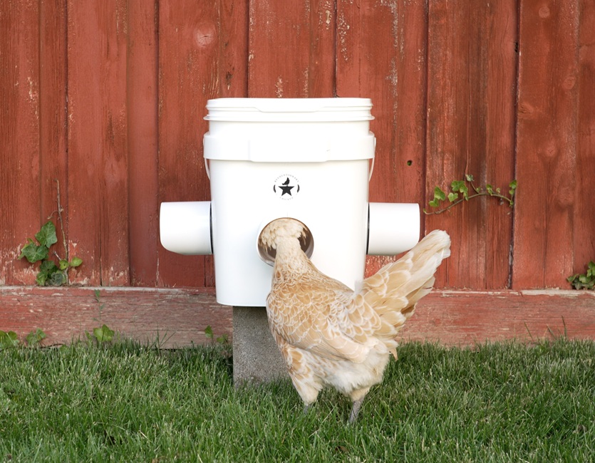 Chicken eating from Waste proof rain proof mouse proof chicken feeder