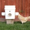 Chicken eating from Waste Proof Rain Proof Mouse Proof Chicken Feeder