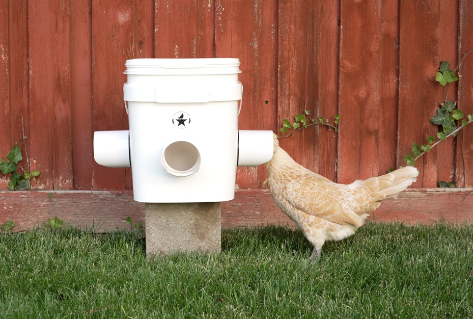 Chicken eating from Waste Proof Rain Proof Mouse Proof Chicken Feeder