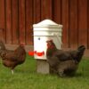 Revolutionary Chicken waterer with anti-roost dome