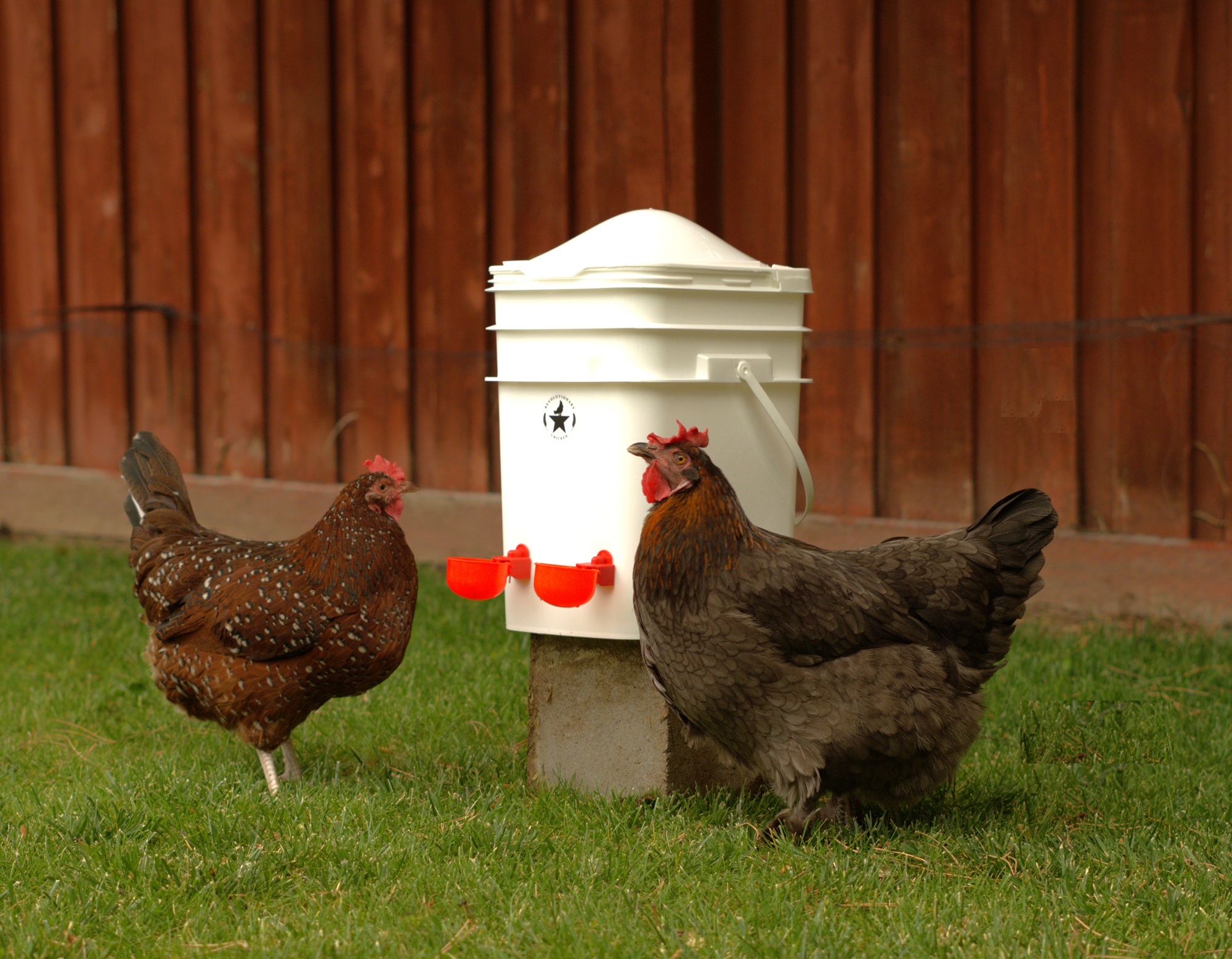 Revolutionary Chicken waterer with anti-roost dome
